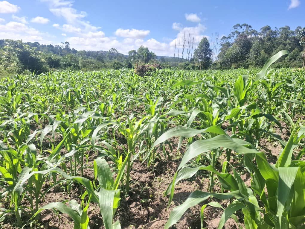 10 Acres of Land for Sale in Jeza, Mityana Road, Uganda