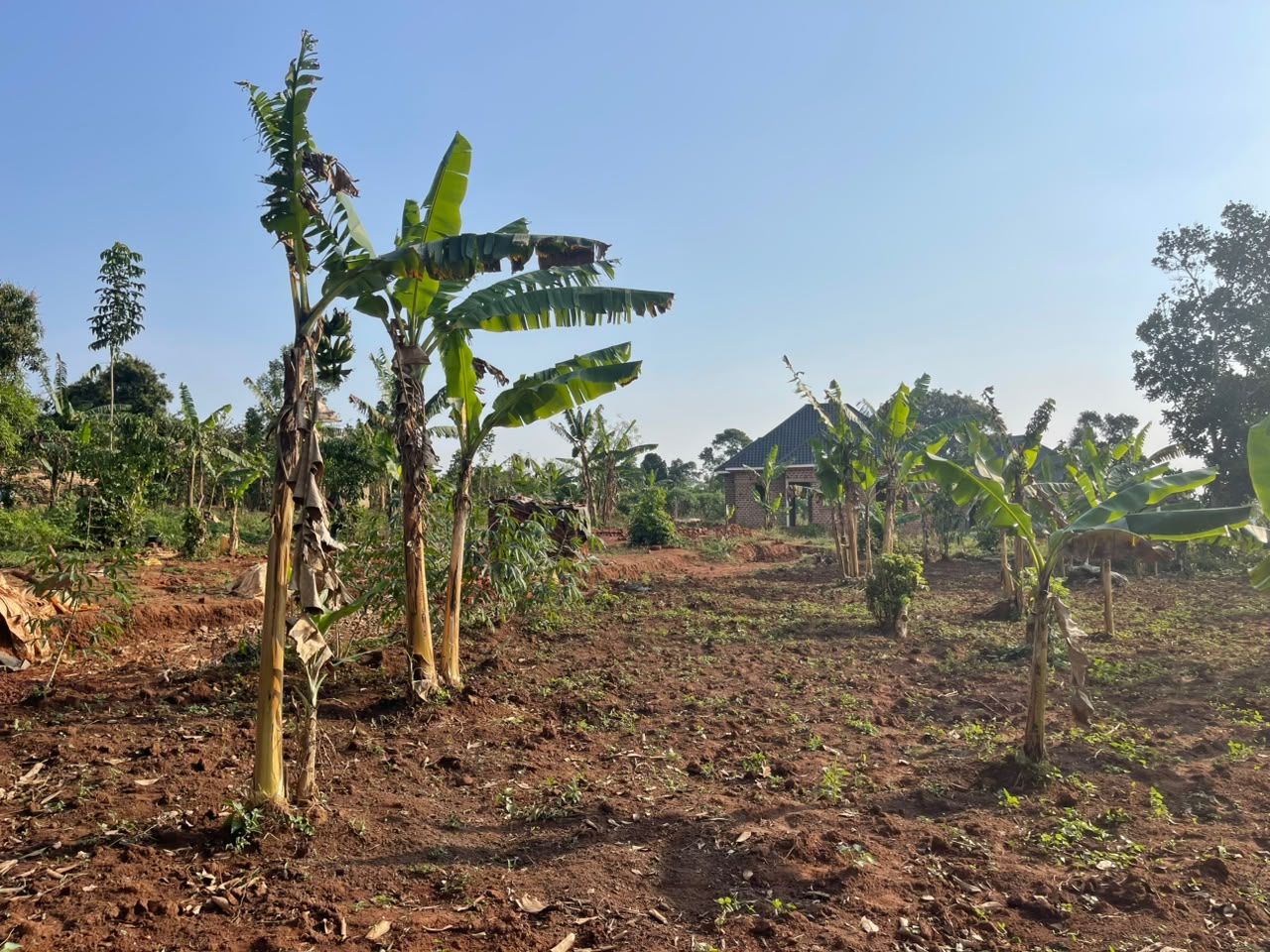 Land for Sale in Kira Kitukutwe, Uganda