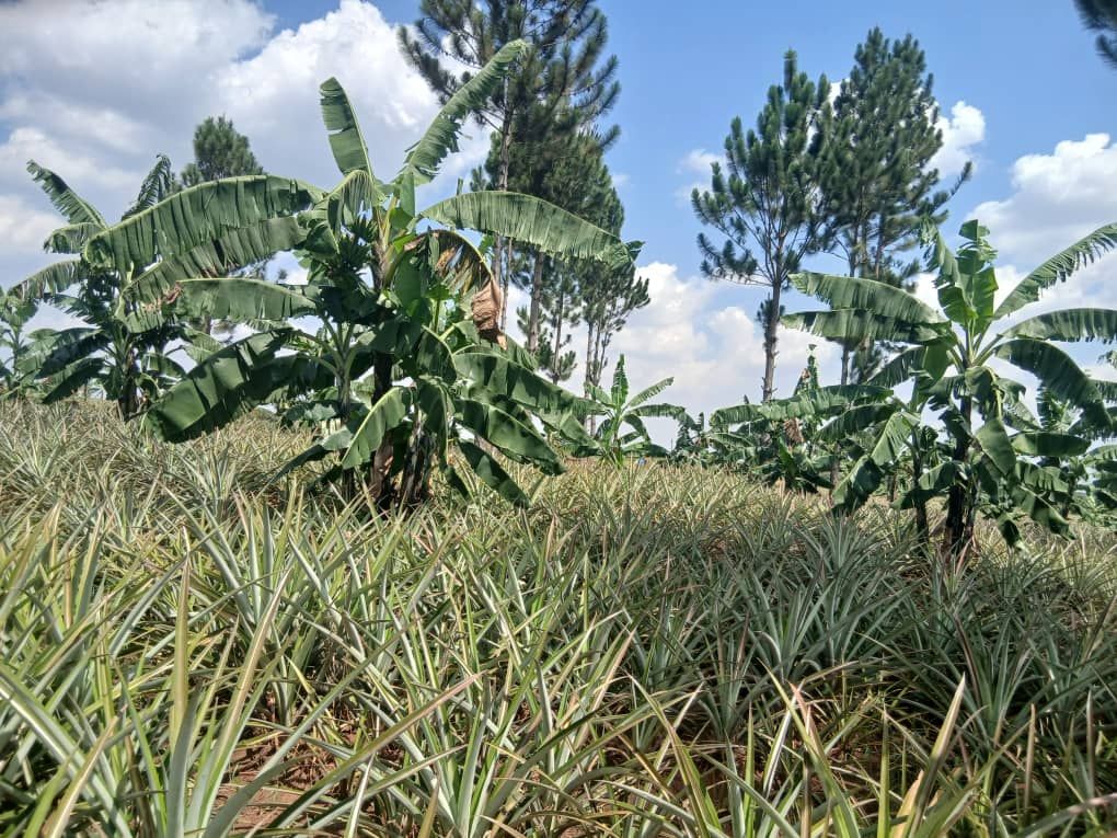 470 Acre of Farmland for Sale in Luweero Kamira Uganda